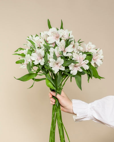 Eine Hand in einem weißen Ärmel hält einen frischen Strauß Alstroemeria weiß mit grünen Blättern vor einem beigen Hintergrund.