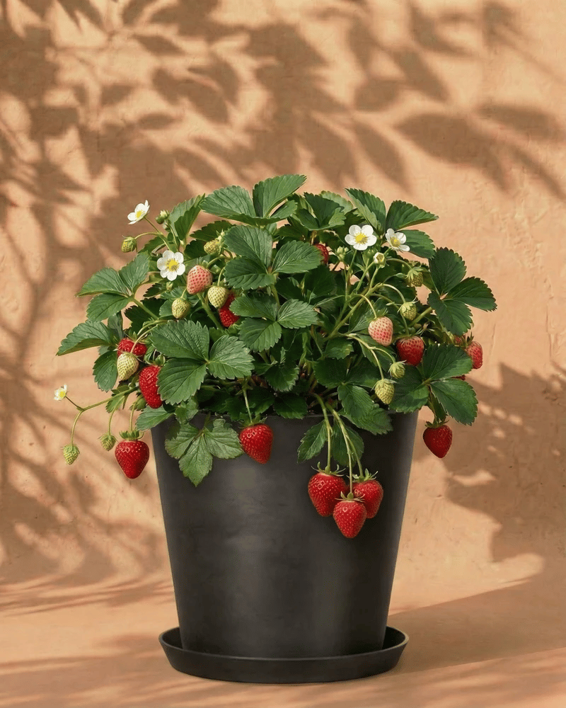 Ein schwarzer Blumentopf enthält eine üppige Erdbeerpflanze (Wurzelstock) mit grünen Blättern, weißen Blüten und reifen roten Beeren, die über den Rand hinausragen, vor einem hellbraunen Hintergrund mit Blattschatten.