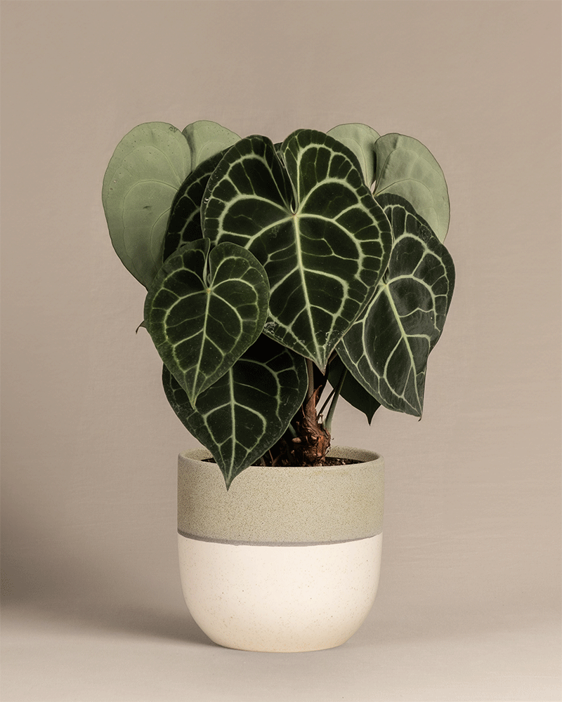 Eine Anthurium clarinervium in farbigen Keramiktöpfen der Kollektion 'Variado'.