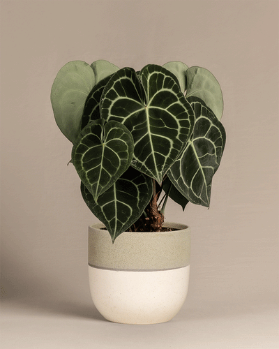 Eine Anthurium clarinervium in farbigen Keramiktöpfen der Kollektion 'Variado'.