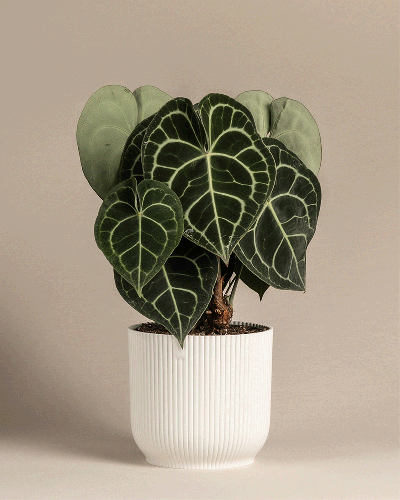Eine Anthurium clarinervium in bunten Vibes-Töpfen.