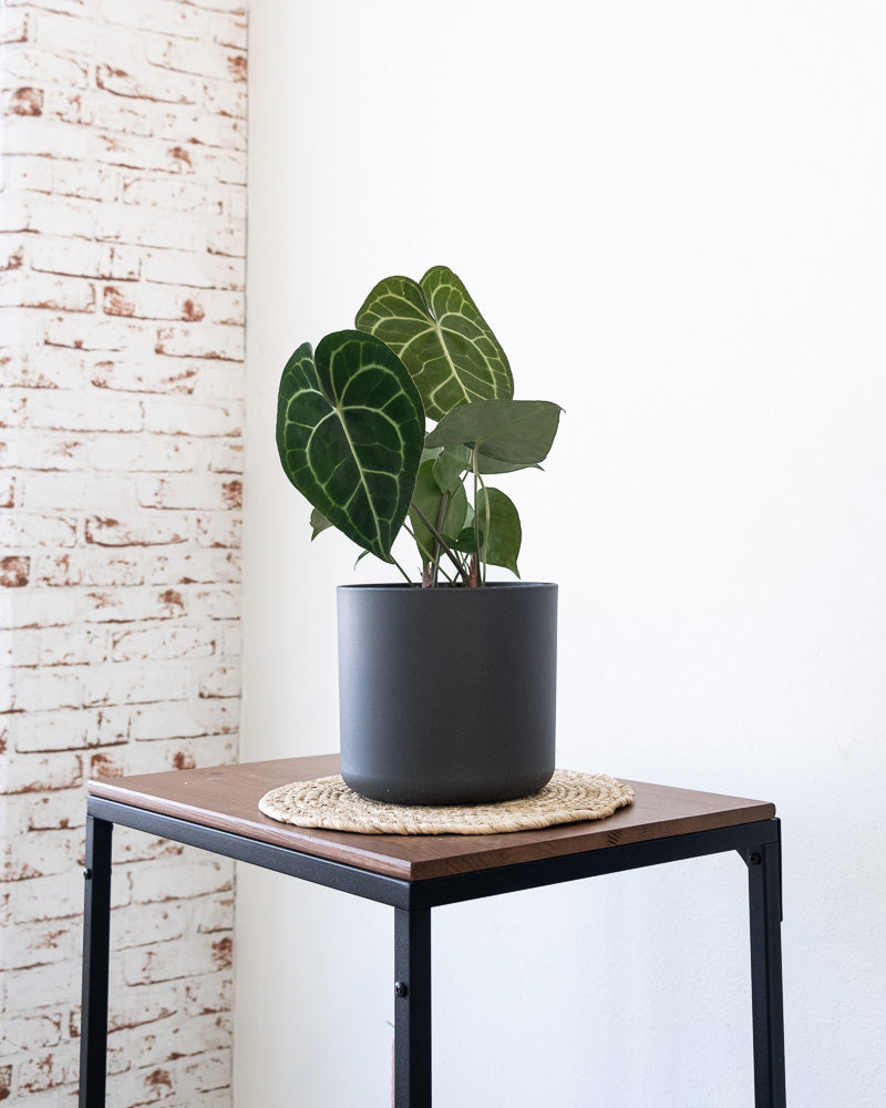Anthurium im Wohnzimmer auf einem Regal.