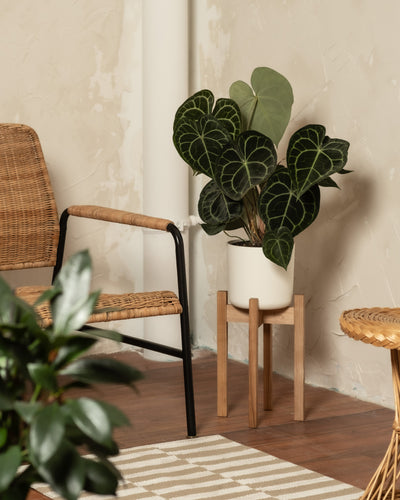 Anthurium clarinervium