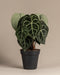 Anthurium clarinervium
