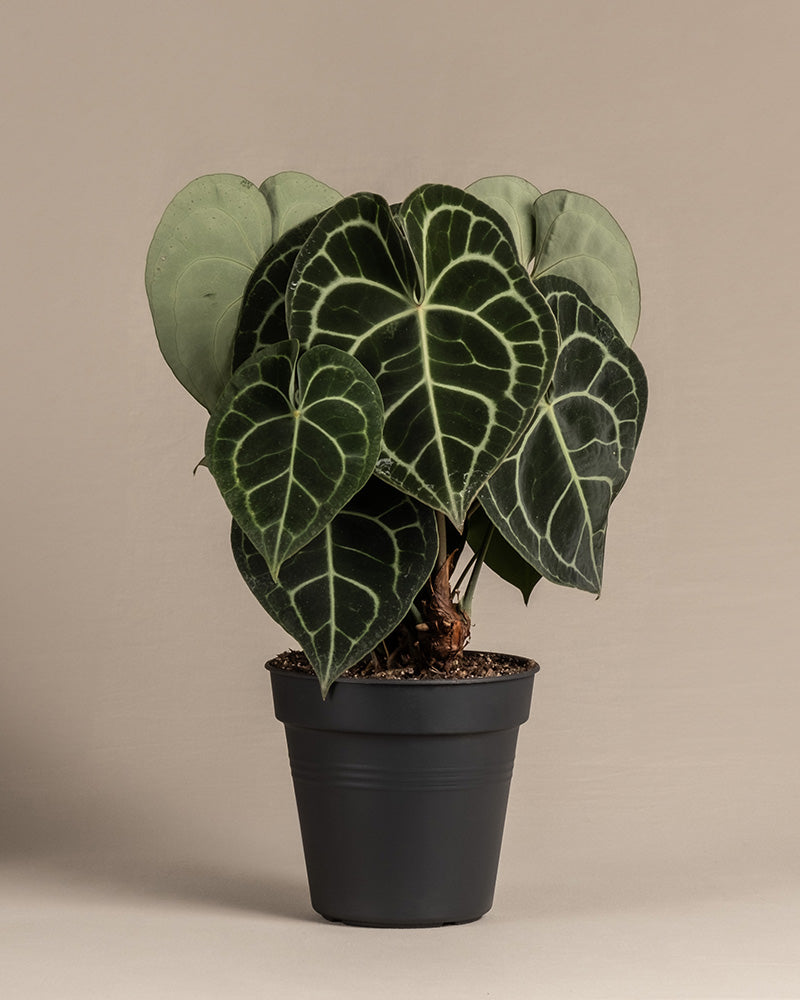 Anthurium clarinervium