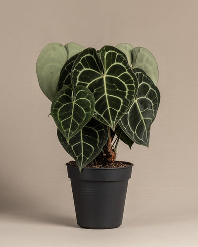 Anthurium clarinervium