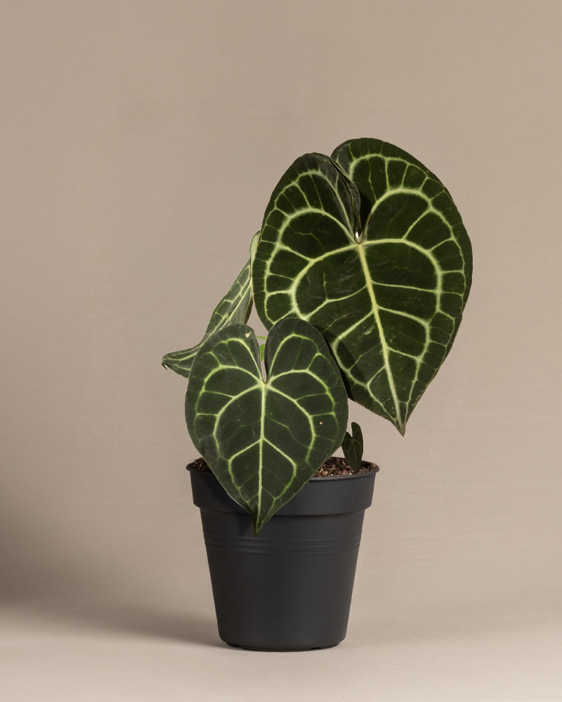 Eine Anthurium clarinervium in einem schwarzen Innentopf.