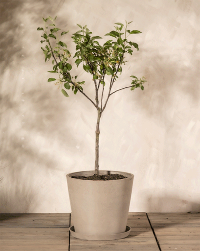 Ein kleiner Apfelbaum in einem beigen Topf steht auf einem Holzboden und wirft mit seinen belaubten Zweigen komplizierte Schatten auf die strukturierte beige Wand. Die Szene strahlt eine ruhige, natürliche Atmosphäre aus.