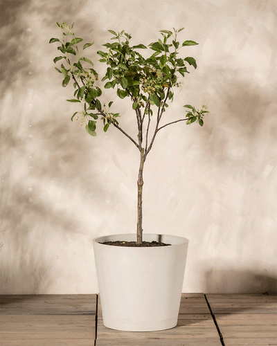 Ein kleiner Apfelbaum mit grünen Blättern und winzigen Früchten steht in einem einfachen weißen Topf auf einer Holzoberfläche vor einem neutralen Hintergrund.