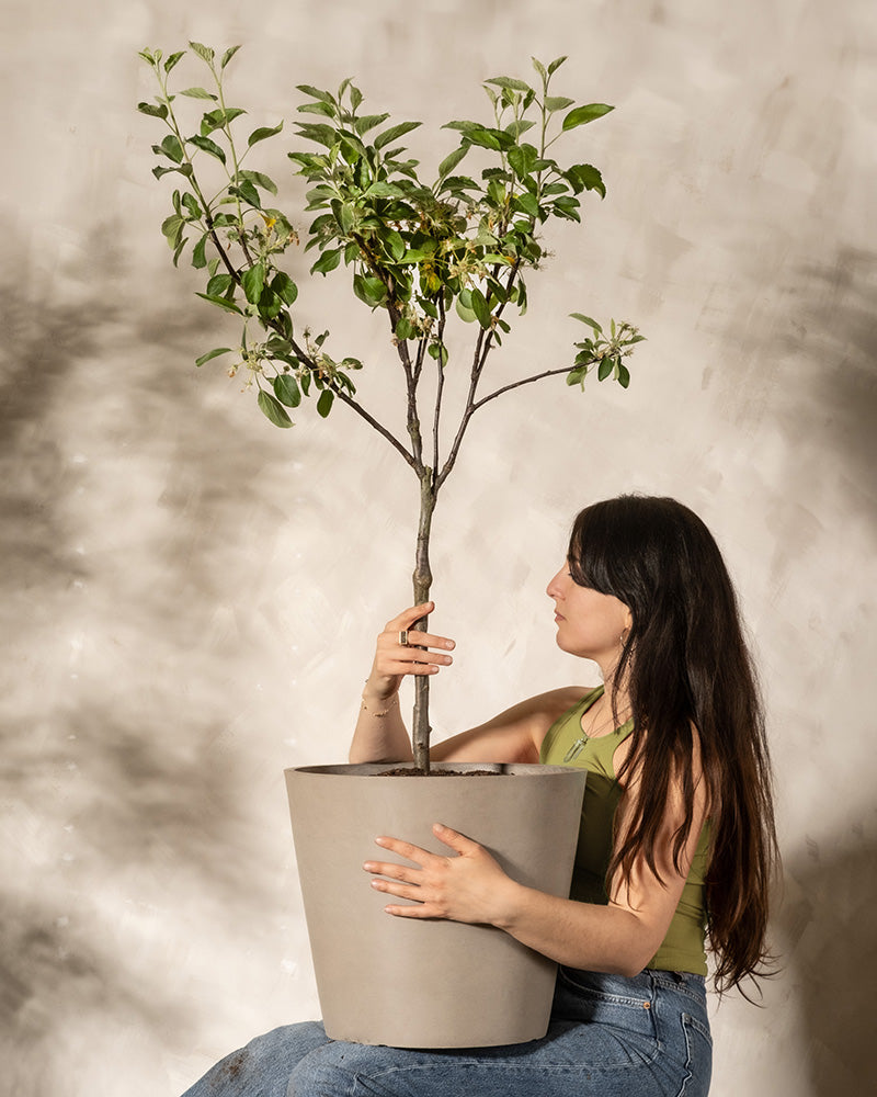 Eine Frau mit langem dunklem Haar sitzt da und hält einen Apfelbaum in einem Topf mit kleinen grünen Blättern und weißen Blüten. Sie trägt ein grünes ärmelloses Oberteil und blaue Jeans vor einer neutralen Wand, die sanft beleuchtet ist, um die ruhige Atmosphäre von Braeburn Patio hervorzurufen.