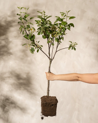 Eine Person hält einen kleinen Apfelbaum, dessen Wurzeln und Erde vor einem schlichten beigen Hintergrund freiliegen. Zur Schau stehen grüne Blätter und zarte weiße Blüten, die die Eleganz der Natur einfangen.