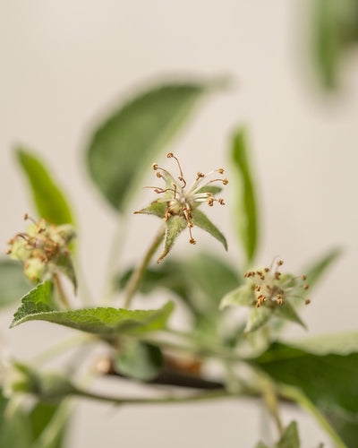 Nahaufnahme einer Apfelbaumpflanze mit kleinen Knospen und grünen Blättern auf neutralem Hintergrund. Die zentrale Knospe mit dünnen, gebogenen Staubblättern ist scharf, während der Rest des Bildes leicht unscharf ist.
