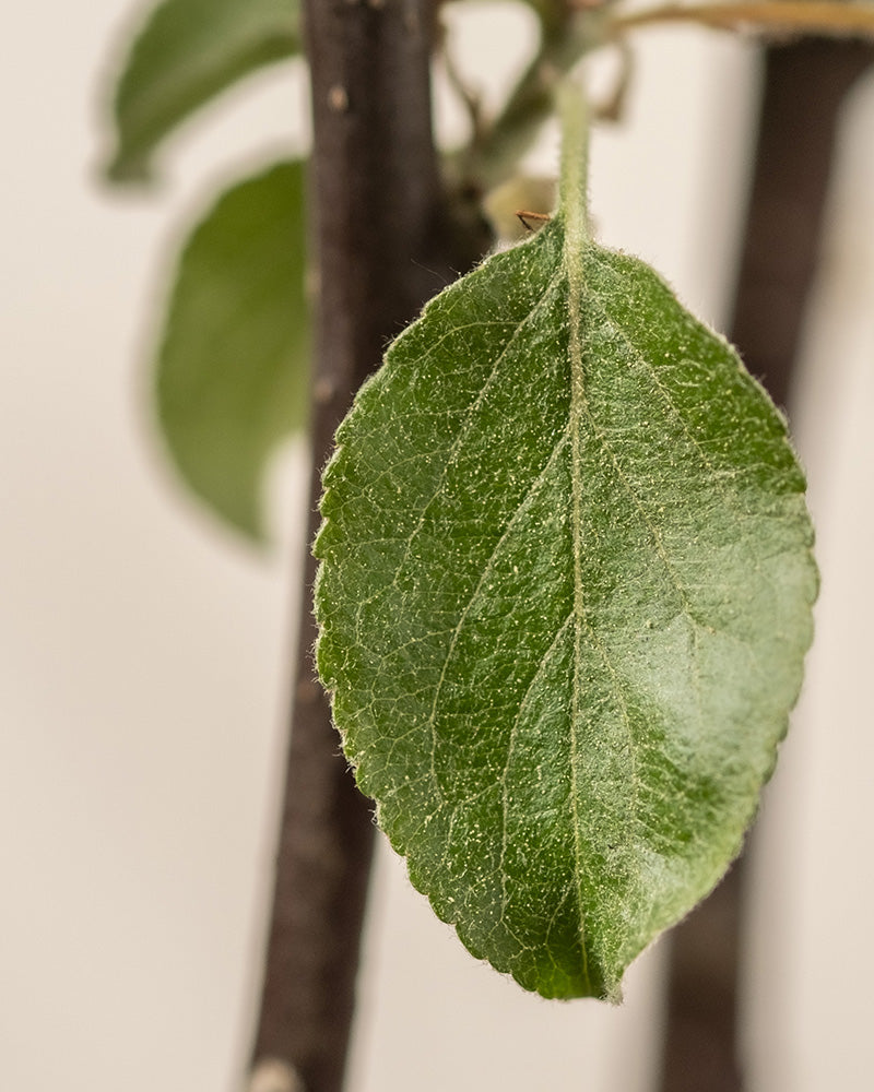 Ein strukturiertes grünes Blatt von einem Apfelbaumzweig steht vor einem neutralen Hintergrund und zeigt seine Adern und gezackten Ränder. Im Hintergrund verleiht ein weiteres verschwommenes Malus domestica-Blatt dem Bild Tiefe.