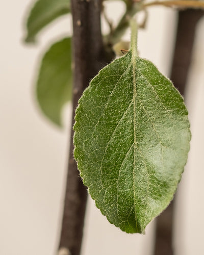 Ein strukturiertes grünes Blatt von einem Apfelbaumzweig steht vor einem neutralen Hintergrund und zeigt seine Adern und gezackten Ränder. Im Hintergrund verleiht ein weiteres verschwommenes Malus domestica-Blatt dem Bild Tiefe.