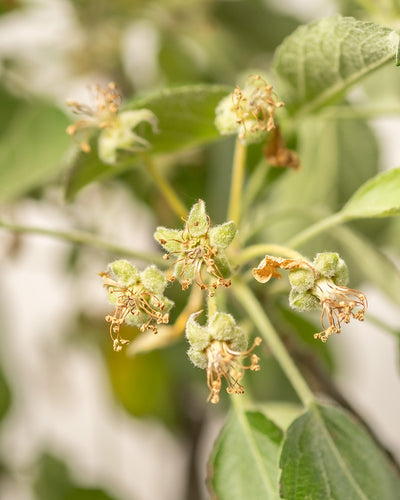 Nahaufnahme von flauschigen grünen Knospen auf einem Malus domestica-Zweig mit einigen kleinen, getrockneten Blüten. Grüne, leicht geäderte Blätter sorgen für zusätzliche Details vor einem leicht verschwommenen Hintergrund und heben die Apfelbaum-Sorte hervor.