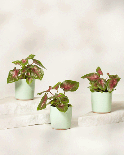 Baby Caladium 'Casey' (3er Set)