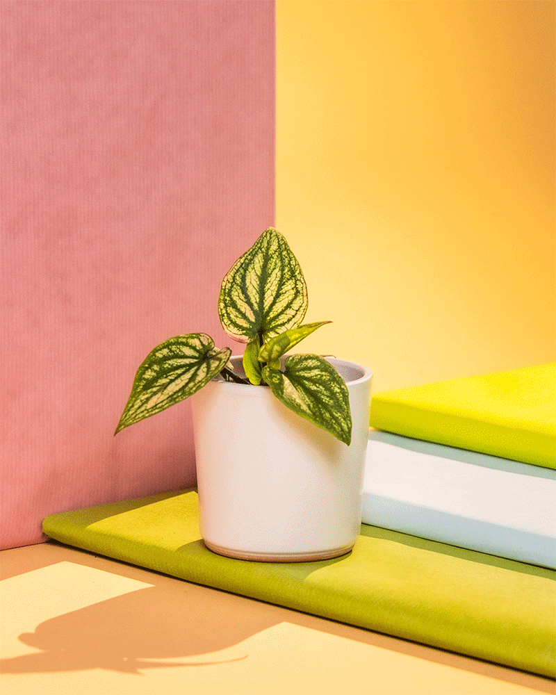 Baby Caladium 'Pliage' in verschidenem Keramiktopf