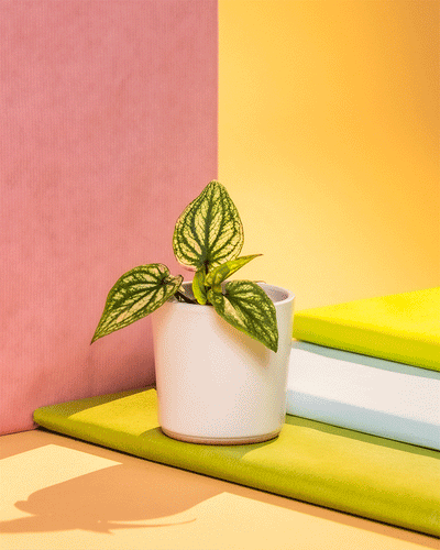 Baby Caladium 'Pliage' in verschidenem Keramiktopf
