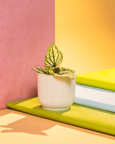 Baby Caladium 'Pliage' in verschidenem Vibes-Topf