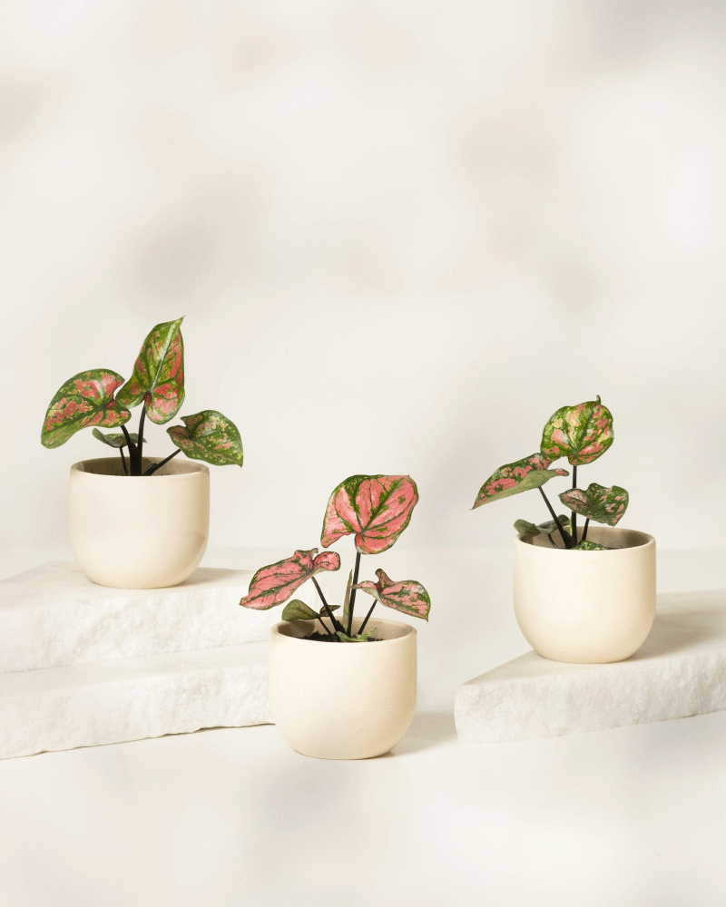 Baby Caladium 'Purple Light' (3er Set)