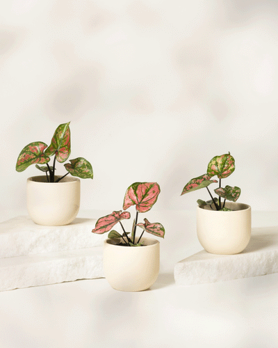 Baby Caladium 'Purple Light' (3er Set)
