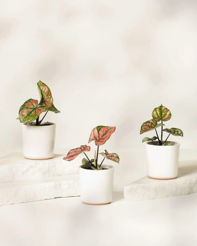 Baby Caladium 'Purple Light' (3er Set)