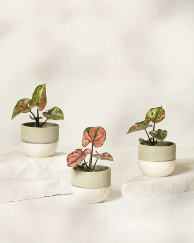 Baby Caladium 'Purple Light' (3er Set)