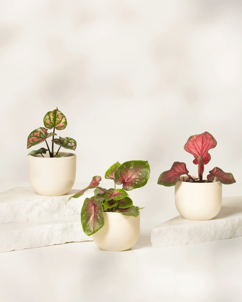 Drei Baby Caladium gemischt Pflanzen (3er Set) mit grünen und rosa Blättern werden in schlichten, runden, cremefarbenen Töpfen auf weißen Steinplatten vor einem hellen, neutralen Hintergrund präsentiert.