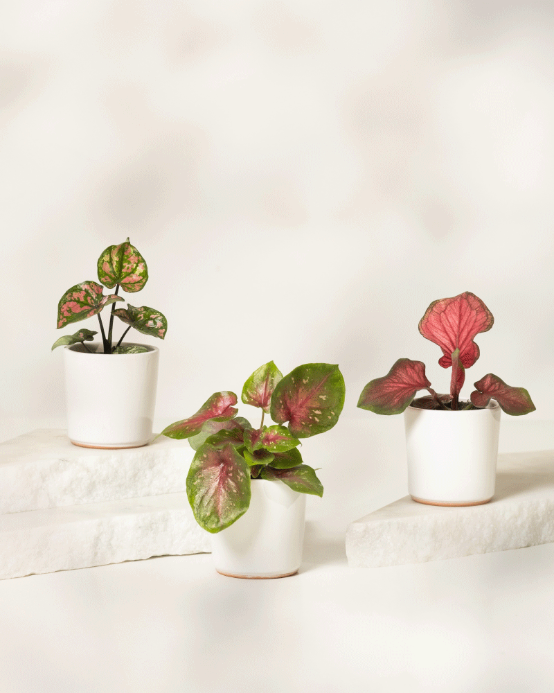 Das Baby Caladium gemischt (3er Set) besteht aus drei kleinen Topfpflanzen mit auffälligen rosa, grünen und roten Blättern. Jede Pflanze wird in einem schlichten weißen Topf geliefert und steht auf weißen Steinplatten vor beigem Hintergrund.