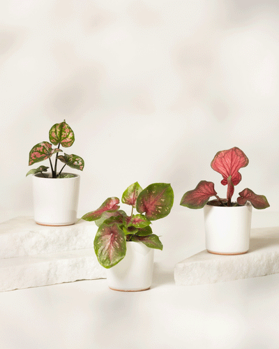 Das Baby Caladium gemischt (3er Set) besteht aus drei kleinen Topfpflanzen mit auffälligen rosa, grünen und roten Blättern. Jede Pflanze wird in einem schlichten weißen Topf geliefert und steht auf weißen Steinplatten vor beigem Hintergrund.