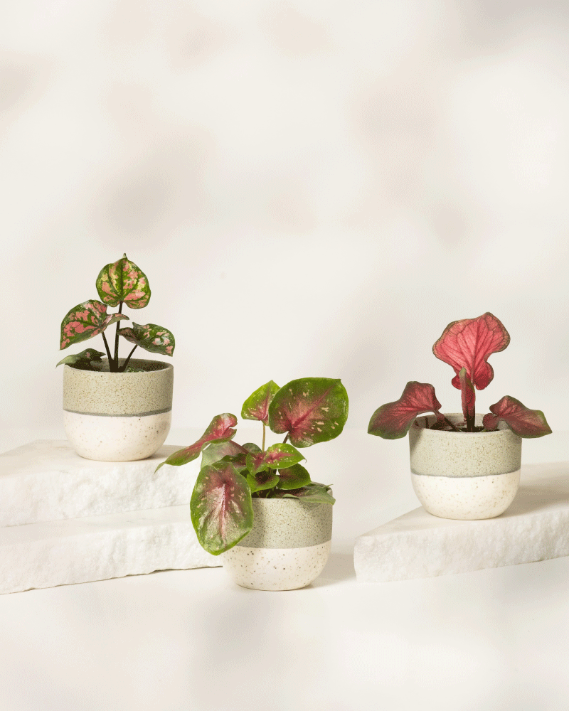 Drei Baby Caladium gemischt (3er Set) Pflanzen mit bunten, panaschierten Blättern stehen auf weißen Steinplattformen vor hellem Hintergrund. Jede Pflanze steht in einem zweifarbigen grün-cremefarbenen Keramiktopf.