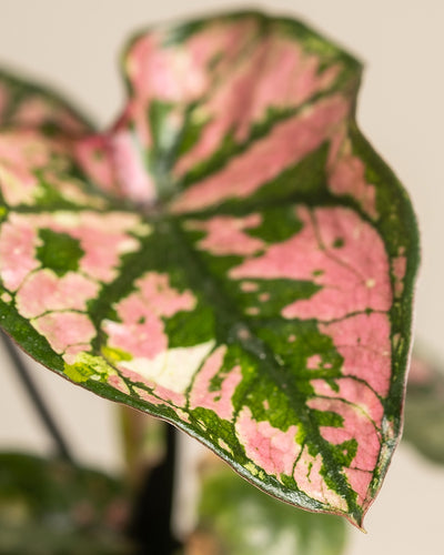 Detailaufnahme Baby Caladium 'Purple Light' Blatt