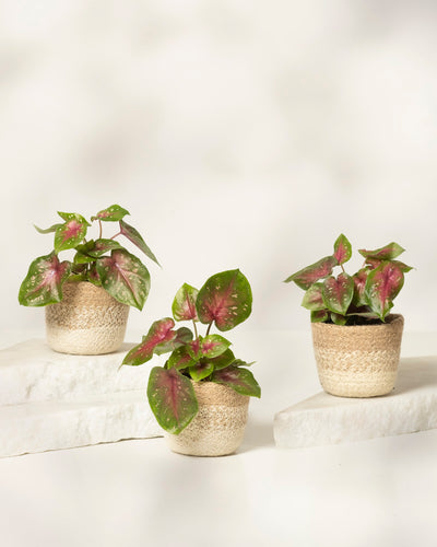 Baby Caladium 'Casey' (3er Set)