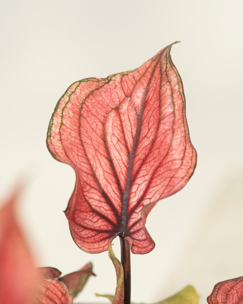 Eine Nahaufnahme eines Blattes einer Baby-Caladium gemischt (3er-Set) mit rosa Farbtönen, dunkelroten Adern und hellgrünen Rändern vor einem leicht unscharfen neutralen Hintergrund.
