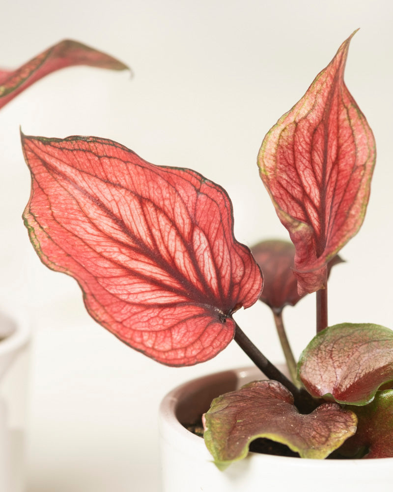 Nahaufnahme einer Baby-Caladium gemischt (3er-Set) mit leuchtend rot geäderten Blättern, die an den Rändern grünlich auslaufen, in einem weißen Topf vor schlichtem Hintergrund. Die zarte Blattstruktur ist deutlich sichtbar.