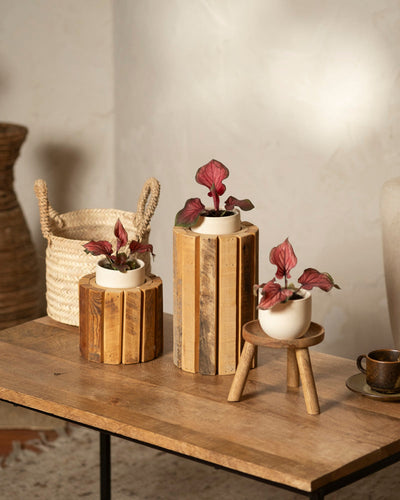 Die Baby-Caladium 'Lucia' (3er-Set) mit rosa und grünen Blättern steht auf einem Holztisch. Jede Pflanze wird in einem einzigartigen Holz- oder Flechtständer geliefert und verleiht dem gemütlichen, minimalistischen Raum Charme.