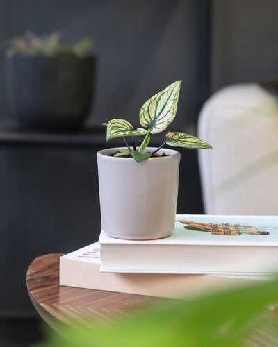 Baby Caladium 'Pliage' auf einem Holztisch in einem Wohnzimmer