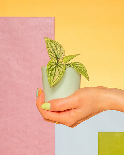 Baby Caladium 'Pliage' in mint-farbigen Töpfen balancieren auf einem Unterarm