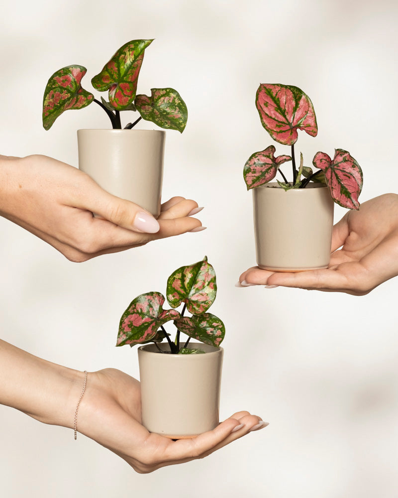 Baby Caladium 'Purple Light' (3er Set)