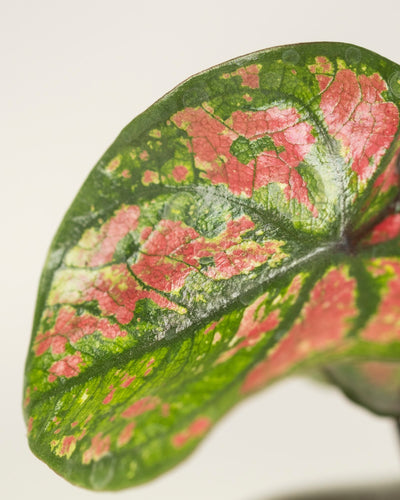 Baby Caladium 'Purple Light' (3er Set)