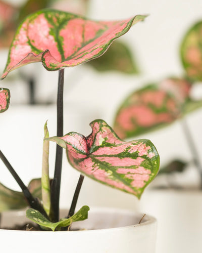 Baby Caladium 'Purple Light' (3er Set)