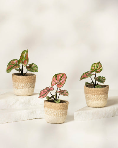 Baby Caladium 'Purple Light' (3er Set)
