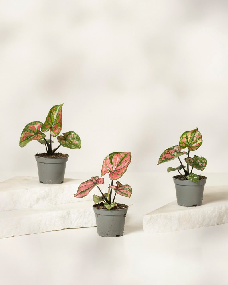Baby Caladium 'Purple Light' (3er Set)