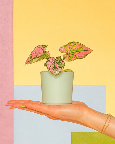 Baby Caladium 'Purple Light' in einem Keramiktopf von feey auf einer Hand