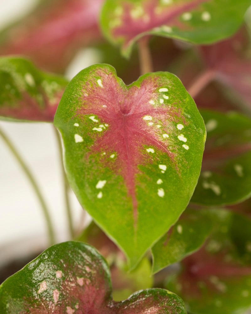 Eine Nahaufnahme eines Blattes der Sorte Baby Caladium gemischt (3er Set) mit grünen Rändern, rosaroter Mitte und weißen Flecken hebt seine Herzform und leuchtenden Farben hervor, während andere ähnliche Buntwurzblätter im Hintergrund verschwommen erscheinen.