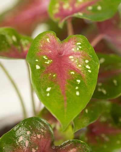 Eine Nahaufnahme eines Blattes der Sorte Baby Caladium gemischt (3er Set) mit grünen Rändern, rosaroter Mitte und weißen Flecken hebt seine Herzform und leuchtenden Farben hervor, während andere ähnliche Buntwurzblätter im Hintergrund verschwommen erscheinen.