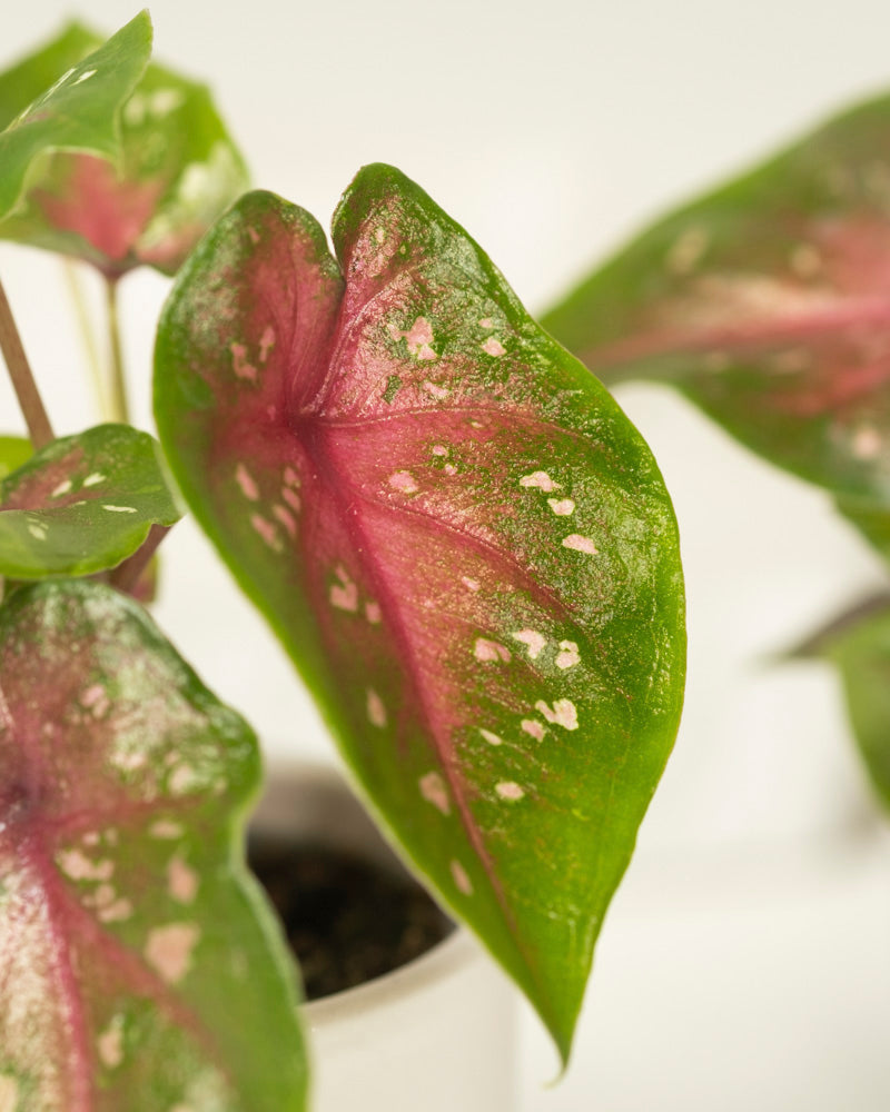 Eine Nahaufnahme eines Blattes einer Baby-Caladium gemischt (3er-Set) zeigt eine leuchtend rosa Mitte, grüne Ränder und weiße Flecken in einem weißen Topf, während im Hintergrund andere ähnlich gefärbte Blätter sichtbar sind.