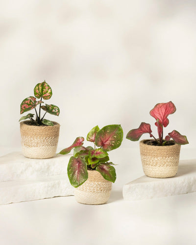 Das Baby Caladium gemischt (3er Set) besteht aus drei kleinen Caladium-Pflanzen im Topf mit bunten, panaschierten Blättern in geflochtenen beigen Körben, die auf weißen Steinplattformen vor einem hellen, neutralen Hintergrund präsentiert werden.