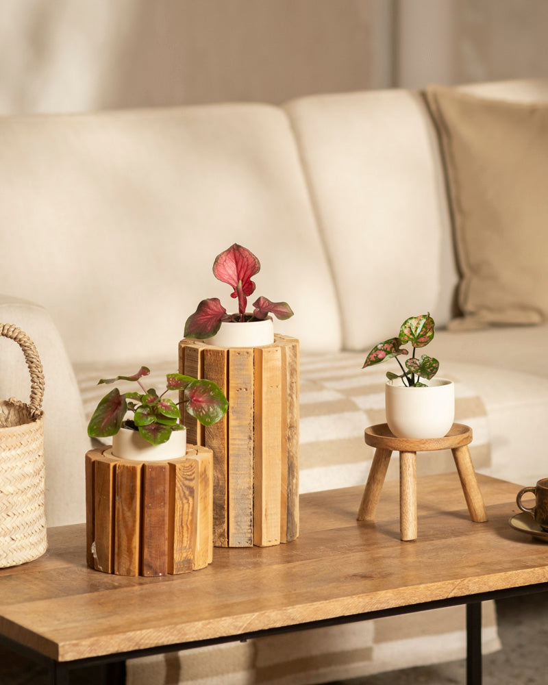 Drei gemischte Baby-Caladium-Pflanzen (3er-Set) stehen auf einem hölzernen Couchtisch; zwei stehen auf rustikalen Holzständern und eine steht auf einem kleinen Hocker. Ein beiges Sofa und ein geflochtener Korb runden die gemütliche Szene ab.