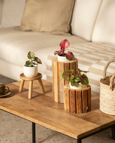Ein Couchtisch aus Holz mit Topfpflanzen – Baby Caladium gemischt (3er-Set), eine auf einem kleinen Hocker und zwei auf Ständern – steht vor einem cremefarbenen Sofa mit beigen Kissen und einer gestreiften Überwurfdecke.